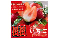 菅谷いちご園の完熟いちご『いちごっ子』 3Lサイズ 11粒×2パック【1484628】