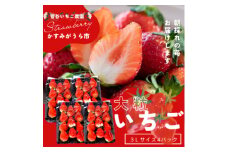 菅谷いちご園の完熟いちご『いちごっ子』 3Lサイズ 11粒×4パック【1484634】