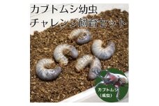 カブトムシ幼虫チャレンジ飼育セット(5匹)【1487108】