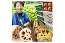 新物!　肉厚でシャキシャキの食感と甘みが特徴　　掘りたて れんこん　2Kg(2～4本)【1420961】