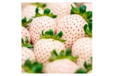 白いちご 大粒 250g(8～12粒)×4pc 県内共通返礼品【1508197】