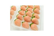ピンクいちご 大粒 250g(8～12個)×4pc 県内共通返礼品【1508202】