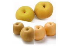 梨　食べ比べ(5～8個×3品種)　県内共通返礼品【1511991】