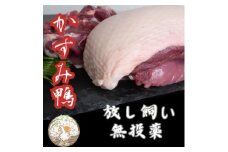 かすみ鴨むね肉　1羽分(800g～900g程度)_ 鴨 肉 鴨肉 かも肉 カモ肉 かも カモ にく ニク お肉 モモ もも肉 モモ肉 国産 真空パック ロースト ロース煮 鍋 鴨鍋 しゃぶしゃぶ 味噌漬け 合鴨 茨城県 冷凍 送料無料 【1563885】
