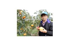 かすみがうら市産 完全甘柿「陽豊」と「富有」セット 3.5kg以上(9～12個)【1566901】