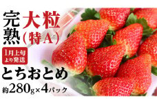 【 2025年1月上旬発送開始 】完熟 とちおとめ 約280g×4パック 国産 いちご イチゴ 苺 とちおとめ [BC006sa]