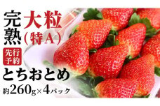 【 2026年1月上旬発送開始 】完熟 とちおとめ 260g×4パック 国産 いちご イチゴ 苺 とちおとめ [BC006sa]