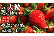 【 2025年1月上旬発送開始 】 完熟 やよいひめ 約280g×4パック 国産 いちご イチゴ 苺 茨城県産 [BC007sa]