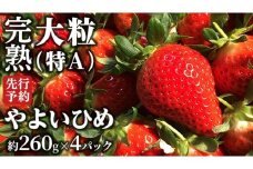 【 2026年1月上旬発送開始 】 完熟 やよいひめ 260g×4パック 国産 いちご イチゴ 苺 茨城県産 [BC007sa]