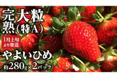 【 2025年1月上旬発送開始 】 完熟 やよいひめ 約280g×2P 国産 いちご イチゴ 苺 [BC026sa]