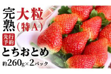 【 2026年1月上旬発送開始 】 完熟 とちおとめ 260g×2P 国産 いちご イチゴ 苺 [BC025sa]