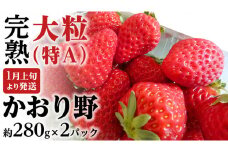 【 2025年1月上旬発送開始 】 完熟 かおり野 約280g×2P 国産 いちご イチゴ 苺 [BC024sa]