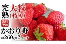 【 2026年1月上旬発送開始 】 完熟 かおり野 260g×2P 国産 いちご イチゴ 苺 果物 フルーツ 茨城県産 KEK [BC024sa]