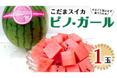 こだまスイカ ピノ・ガール（１玉） 【2025年5月中旬より発送開始】 感動必至！タネが気にならない スイカ 西瓜 小玉スイカ 小玉 果物 くだもの フルーツ 美味しい 茨城 [BC029sa]