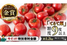 【9/30まで早期予約 特別寄附金額】 《 テレビで紹介 》 糖度9度以上 スーパーフルーツトマト てるて姫 中箱 約1.2kg × 1箱 【12〜15玉/1箱】 2026年収穫分 先行予約 フルーツトマト ブランドトマト 野菜 ギフト 贈答 青空レストラン アド街ック天国 グッドモーニング 黄金のワンスプーン [BC033sa]