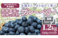 ブルーベリー1.2kg ( 400g × 3パック ) 【2025年6月から発送開始】 国産 茨城県産 ベリー フルーツ 果物 くだもの 自家製栽培[AK002sa]