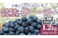 ブルーベリー1.2kg ( 400g × 3パック ) 【2026年6月から発送開始】 国産 茨城県産 ベリー フルーツ 果物 くだもの 自家製栽培[AK002sa]