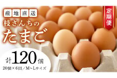【6ヶ月定期便】枝さんち の たまご 20個×6回 合計120個 定期便 産地直送 たまご 玉子 生卵 鶏卵 タマゴ 平飼い 桜川市産 茨城県産 卵 非遺伝子組換え [BT005sa]