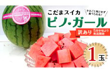 【 訳あり 】【 2025年5月中旬より発送開始 】 こだまスイカ ピノ・ガール（ １玉 ） 感動必至！ タネが気にならない すいか スイカ 西瓜 旬 旬の果実 旬のフルーツ くだもの 果実 フルーツ 夏 小玉スイカ 小玉 美味しい 茨城 [BC058sa]