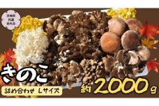 きのこ の 詰め合わせ Lサイズ 約2000g【茨城県共通返礼品 城里町】 キノコ 舞茸 あわび茸 たもぎ茸 しいたけ 花びら茸 [CX003sa]
