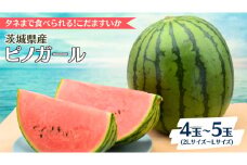 【2025年5月中旬から発送開始】こだますいか ピノガール 4～5玉 すいか 小玉すいか 小玉 スイカ 果物 フルーツ[BQ017sa]
