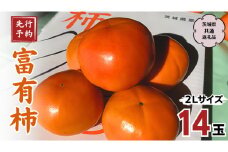 【 先行予約 2025年11月中旬以降発送 】富有柿 2L 14玉 (茨城県共通返礼品 石岡市) 果物 くだもの フルーツ 柿 かき[DC003sa]