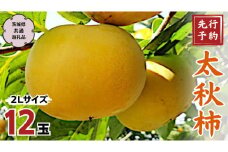 【 2024年 先行予約 】 太秋柿 2Ｌ 12玉 (茨城県共通返礼品 石岡市) 2024年10月中旬発送開始 果物 くだもの フルーツ 柿 かき [DC005sa] 