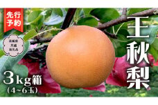 【 先行予約 】王秋梨 3kg 箱 4玉～6玉 ( 茨城県共通返礼品 城里町 ) 2025年11月中旬から発送開始 梨 なし 和梨 フルーツ 甘い お正月 クリスマス 大玉 直送 茨城 限定 [CO009sa]	