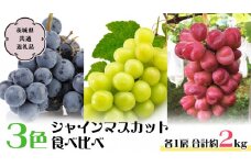 【2024年9月下旬から発送開始】3色 シャインマスカット食べ比べ (茨城県共通返礼品 城里町) ブドウ シャインマスカット フルーツ 食べ比べ 限定 茨城 直送 ギフト [CO010sa]