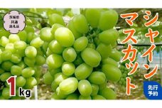 【 2024年 先行予約 】 シャインマスカット 約1kg (茨城県共通返礼品 石岡市) 2024年9月上旬発送開始 自宅用 マスカット フルーツ 果物 [DC008sa]