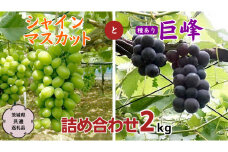 【 9月上旬から発送開始 】シャインマスカット と 巨峰（種あり）詰め合わせ 2kg ( 茨城県共通返礼品 石岡市 ) ぶどう ブドウ マスカット フルーツ 果物 [DC010sa]