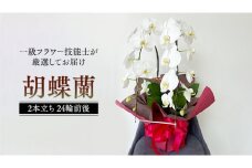 胡蝶蘭 2本立ち 24輪前後 プロが選んでお届け 胡蝶蘭 フラワーギフト お祝い 誕生日 鉢植え 花 贈り物 ギフト 蘭 ラン [CY001sa]