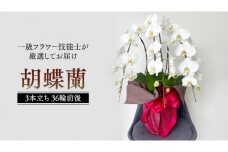 胡蝶蘭 3本立ち 36輪前後 プロが選んでお届け 胡蝶蘭 フラワーギフト お祝い 誕生日 鉢植え 花 贈り物 ギフト 蘭 ラン [CY002sa]