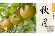 【 先行予約 】 茨城県産 梨 秋月 約5kg 6玉～14玉 (茨城県共通返礼品 かすみがうら市) (2025年9月中旬発送開始) 産地直送 久保田果樹園 フルーツ 甘い 直送 茨城 限定 ギフト 梨 秋月 あきづき 果物 [DH004sa]