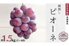 【 先行予約 】 茨城県産 ピオーネ（種なし）約1.5kg（2～4房） (茨城県共通返礼品 かすみがうら市)  (2025年9月上旬発送開始) 久保田果樹園 産地直送 フルーツ 甘い 直送 茨城 限定 ギフト ぶどう ピオーネ 果物 [DH007sa]