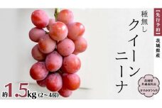 【 先行予約 】 茨城県産 クイーンニーナ（種なし）約1.5kg（2～4房） (茨城県共通返礼品 かすみがうら市) (2025年9月中旬発送開始) 久保田果樹園 産地直送 フルーツ 甘い 直送 茨城 限定 ギフト ぶどう クイーンニーナ 果物 [DH008sa]