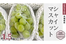 【 先行予約 】 茨城県産 シャインマスカット 約1.5kg（2～4房）(茨城県共通返礼品 かすみがうら市) (2025年9月中旬発送開始)  久保田果樹園 産地直送 フルーツ 甘い 直送 茨城 限定 ギフト ぶどう シャインマスカット 果物 [DH009sa]