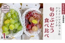 【 先行予約 】 茨城県産 シャインマスカットとクイーンニーナ 旬のぶどう食べ比べ 各1房  (茨城県共通返礼品 かすみがうら市) (2025年9月中旬発送開始) 久保田果樹園 産地直送 フルーツ 甘い 直送 茨城 限定 ギフト ぶどう シャインマスカット クイーンニーナ 食べ比べ 詰め合わせ 果物 [DH010sa]