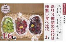 【 先行予約 】 茨城県産【 彩り3種 】シャインマスカット クイーンニーナ ピオーネ 詰め合わせ 種なし 食べ比べ 約1.6kg 各1房 (茨城県共通返礼品 かすみがうら市) 2025年9月中旬発送開始 久保田果樹園 産地直送 フルーツ 甘い 直送 茨城 限定 ギフト ぶどう シャインマスカット クイーンニーナ ピオーネ 食べ比べ 詰め合わせ 果物 3種 [DH012sa]