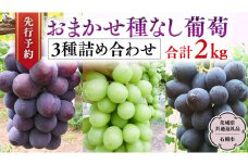 【 2025年9月中旬発送開始 】 おまかせ 種なし葡萄 3種 詰め合わせ 約2kg  (茨城県共通返礼品 石岡市） 開田ぶどう園 産地直送 フルーツ 甘い 直送 茨城 限定 ギフト ぶどう シャインマスカット ナガノパープル 果物 [DO010sa]
