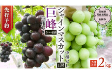 【 2025年9月上旬発送開始 】 シャインマスカット＆巨峰セット 合計 約2kg (茨城県共通返礼品 石岡市） 開田ぶどう園 産地直送 フルーツ 甘い 直送 茨城 限定 ギフト ぶどう シャインマスカット 果物  [DO007sa]