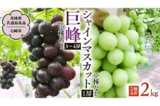 【 2025年9月上旬発送開始 】 シャインマスカット＆巨峰セット 合計 約2kg (茨城県共通返礼品 石岡市） 開田ぶどう園 産地直送 フルーツ 甘い 直送 茨城 限定 ギフト ぶどう シャインマスカット 果物  [DO007sa]