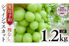 【 2025年9月上旬発送開始 】 シャインマスカット 約1.2kg  (茨城県共通返礼品 石岡市） 開田ぶどう園 産地直送 フルーツ 甘い 直送 茨城 限定 ギフト ぶどう シャインマスカット 果物 [DO004sa]