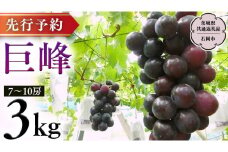 【 2025年8月下旬発送開始 】  巨峰 約3kg  (茨城県共通返礼品 石岡市） 開田ぶどう園 産地直送 フルーツ 甘い 直送 茨城 限定 ぶどう 巨峰 果物 [DO003sa]
