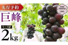 【  2025年8月下旬発送開始 】  巨峰 約2kg (茨城県共通返礼品 石岡市） 開田ぶどう園 産地直送 フルーツ 甘い 直送 茨城 限定 ぶどう 巨峰 果物 [DO002sa]
