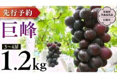 【  2025年8月下旬発送開始  】 巨峰 約1.2kg (茨城県共通返礼品 石岡市） 開田ぶどう園 産地直送 フルーツ 甘い 直送 茨城 限定 ぶどう 巨峰 果物 [DO001sa]