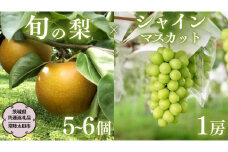 【2025年9月上旬発送開始】 茨城県産 「 シャインマスカット １房 」と「旬の 梨 」 詰め合わせ 約 3kg 【茨城県共通返礼品／常陸太田市】 桧山果樹園 農家直送 桧山果樹園 農家直送 フルーツ  甘い 直送 茨城 限定 ギフト ぶどう シャインマスカット 旬 梨 秀玉 恵水 秋月 詰め合わせ 食べ比べ 果物 [DU011sa]