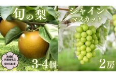 【2025年9月上旬発送開始】茨城県産 「 シャインマスカット ２房 」と「旬の 梨 」 詰め合わせ 約 3kg 【茨城県共通返礼品／常陸太田市】 桧山果樹園 農家直送 桧山果樹園 農家直送 フルーツ  甘い 直送 茨城 限定 ギフト ぶどう シャインマスカット 旬 梨 秀玉 恵水 秋月 詰め合わせ 食べ比べ 果物 [DU012sa]