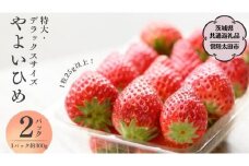 【 2026年 先行予約 】やよいひめ (2パック)　特大・デラックスサイズ（茨城県共通返礼品／常陸太田市） 2026年1月上旬発送開始 大粒 フルーツ 苺 イチゴ いちご 新鮮 朝採れ 茨城県 桧山FRUITFARM [DY013sa]