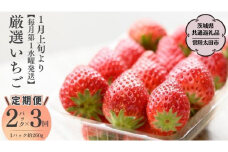 【2026年 先行予約】【定期コース】厳選いちご 2パック×3回【第1水曜発送】（茨城県共通返礼品／常陸太田市） 2026年1月発送開始 フルーツ 苺 イチゴ いちご 新鮮 朝採れ 茨城県 桧山FRUITFARM [DY005sa]
